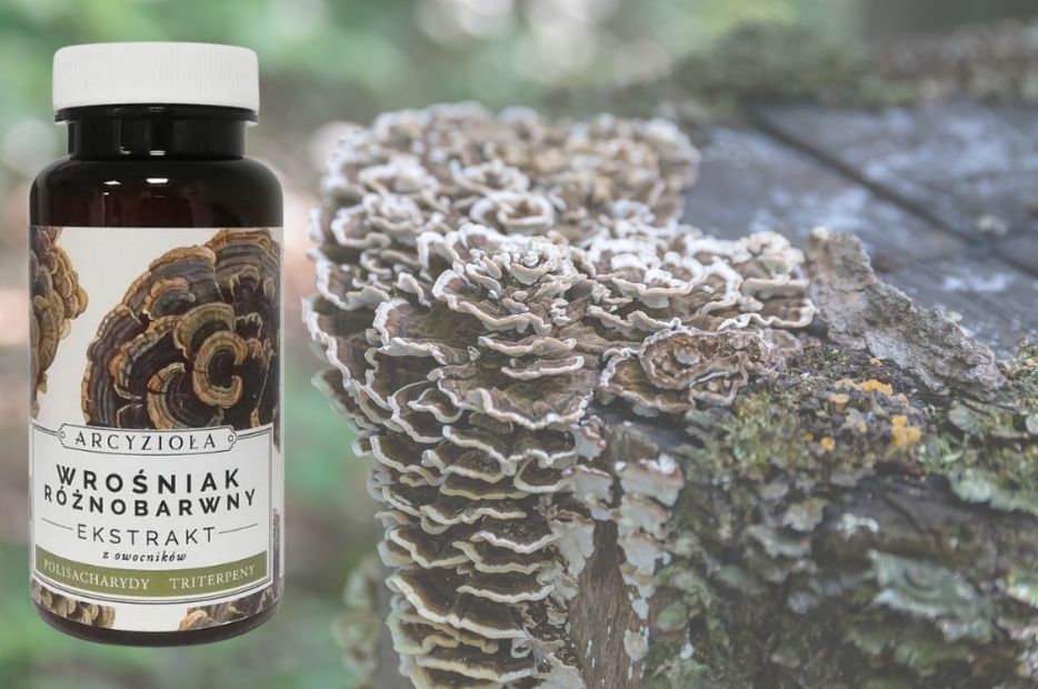 Wrośniak różnobarwny - najważniejszy grzyb dla układu odpornościowego zgodnie z TCM.